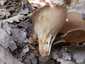 Bordás serleggomba (Helvella acetabulum), Budai-hegység